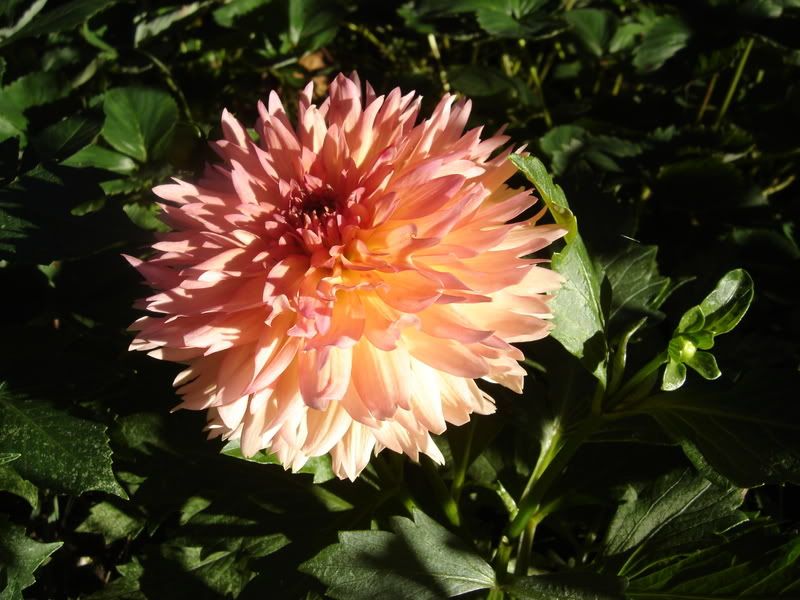 Photo Sharing and Video Hosting at Photobucket